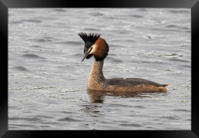 Great Crested Grebe swiming Framed Print by kathy white