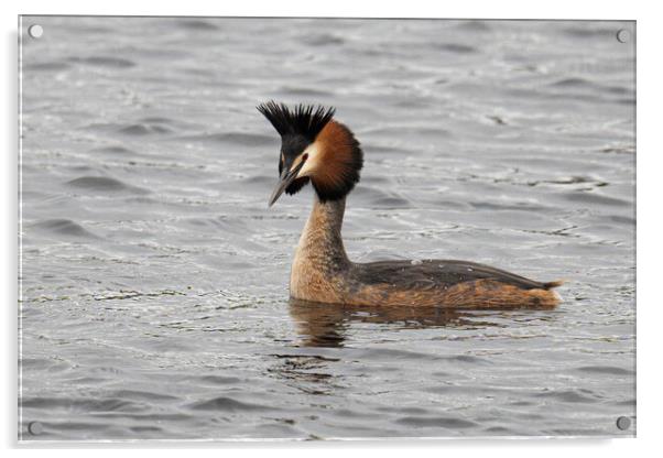 Great Crested Grebe swiming Acrylic by kathy white