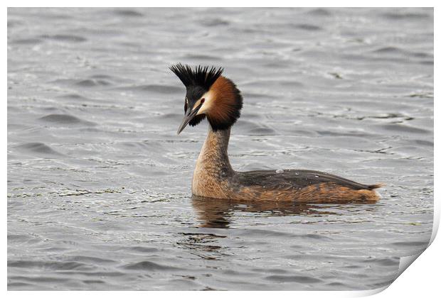 Great Crested Grebe swiming Print by kathy white