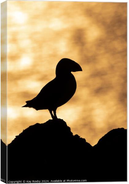 Puffin sunset silhouette Canvas Print by Kay Roxby