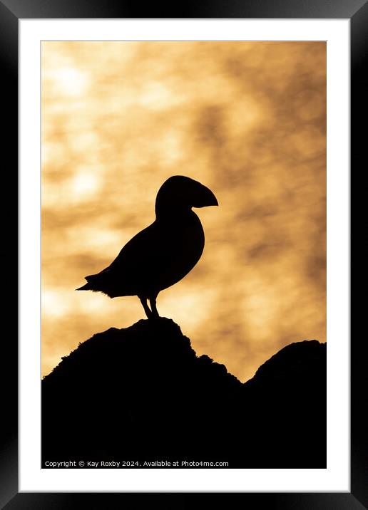 Puffin sunset silhouette Framed Mounted Print by Kay Roxby