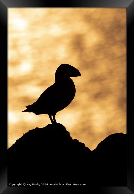 Puffin sunset silhouette Framed Print by Kay Roxby