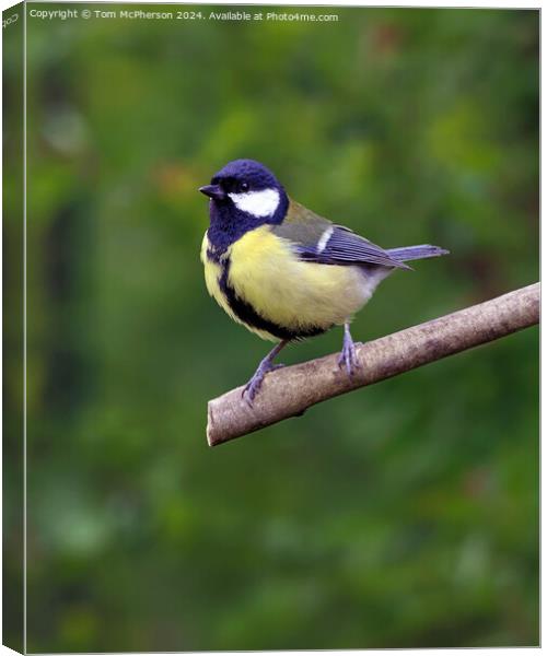 The great tit  Canvas Print by Tom McPherson
