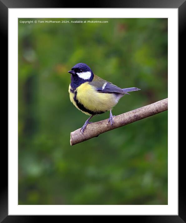 The great tit  Framed Mounted Print by Tom McPherson