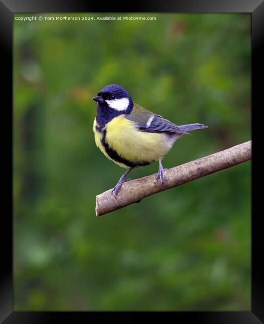 The great tit  Framed Print by Tom McPherson