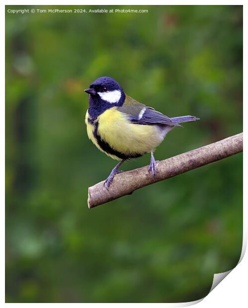 The great tit  Print by Tom McPherson