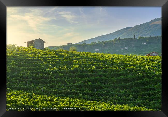 Vineyards of Prosecco at sunset. Valdobbiadene, Italy Framed Print by Stefano Orazzini