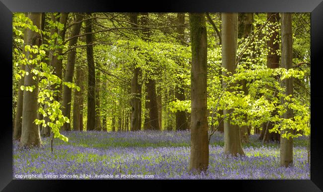 Bluebell Woodland Framed Print by Simon Johnson