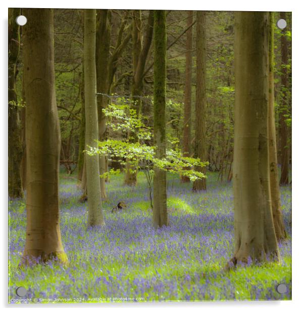 Bluebell Woodland Acrylic by Simon Johnson
