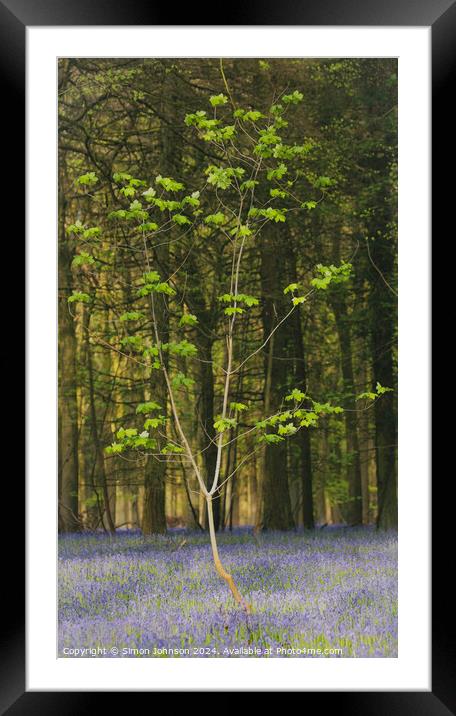 Plant tree Framed Mounted Print by Simon Johnson