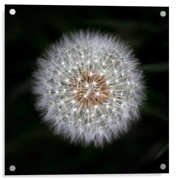 Dandelion Flower Macro Acrylic by Tom McPherson