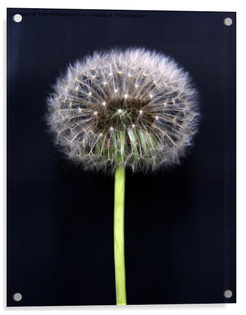 Dandelion Flower Acrylic by Tom McPherson