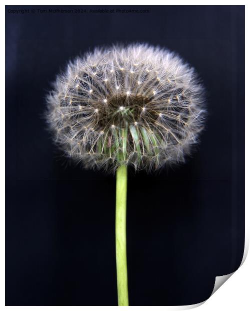 Dandelion Flower Print by Tom McPherson