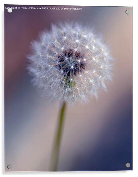 Dandelion Flower Acrylic by Tom McPherson