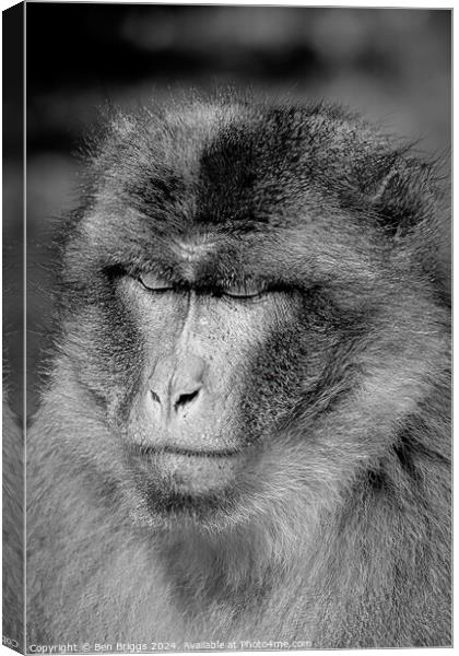 Monkey (Barbary macaque) Canvas Print by Ben Briggs