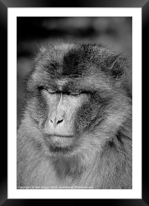 Monkey (Barbary macaque) Framed Mounted Print by Ben Briggs