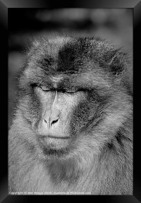 Monkey (Barbary macaque) Framed Print by Ben Briggs
