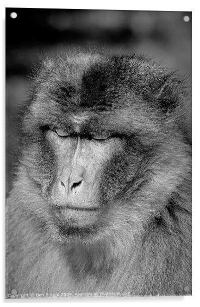 Monkey (Barbary macaque) Acrylic by Ben Briggs