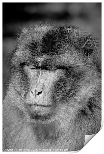 Monkey (Barbary macaque) Print by Ben Briggs