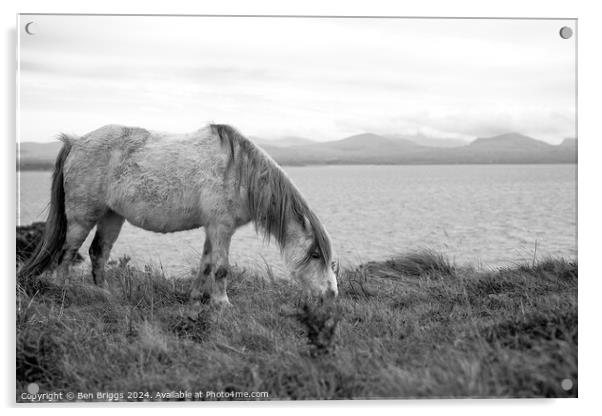 A wild horse on a cliff Acrylic by Ben Briggs