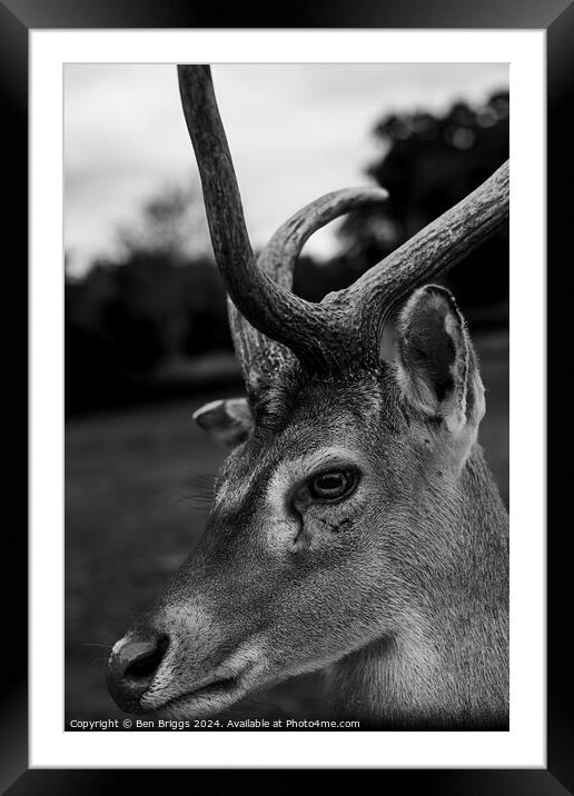 What are you looking at?  Framed Mounted Print by Ben Briggs