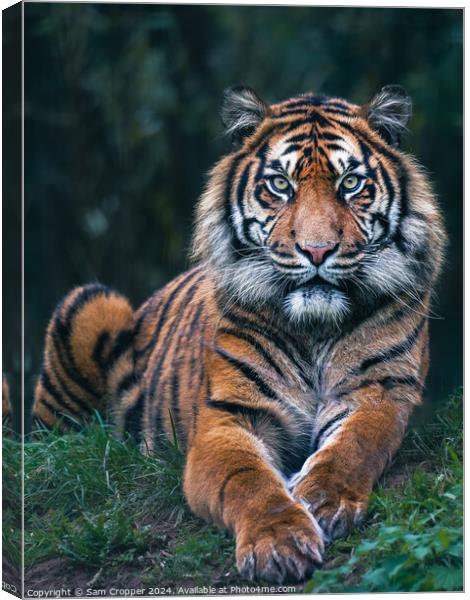 Eye of the Tiger Canvas Print by Sam Cropper