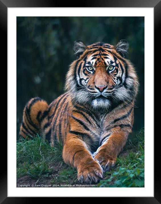 Eye of the Tiger Framed Mounted Print by Sam Cropper