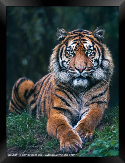 Eye of the Tiger Framed Print by Sam Cropper