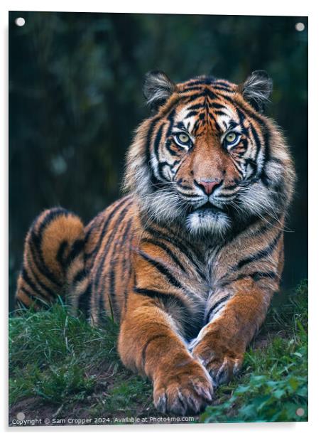 Eye of the Tiger Acrylic by Sam Cropper