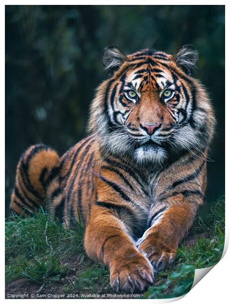 Eye of the Tiger Print by Sam Cropper