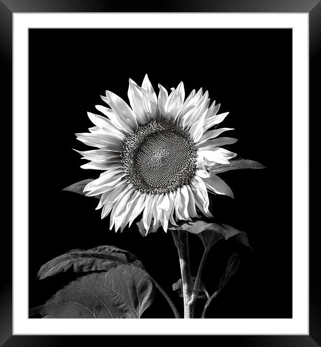 Sunflower Framed Mounted Print by Geoff Storey
