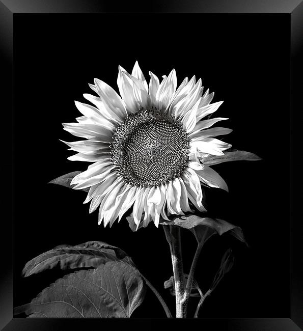 Sunflower Framed Print by Geoff Storey