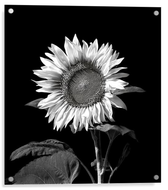 Sunflower Acrylic by Geoff Storey