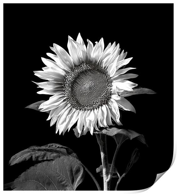 Sunflower Print by Geoff Storey