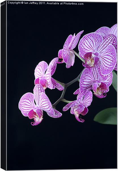 Orchid Blossoms Canvas Print by Ian Jeffrey