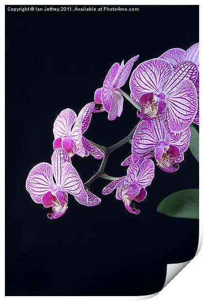 Orchid Blossoms Print by Ian Jeffrey