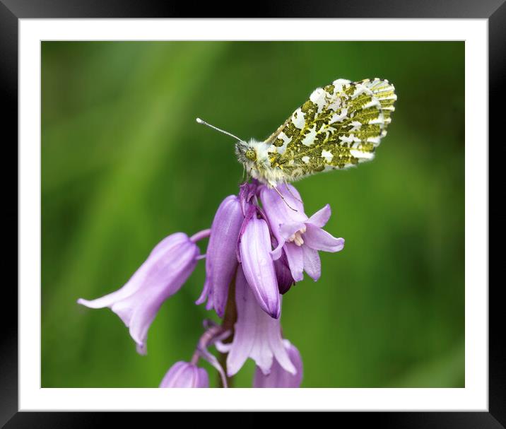  close up of orange tip butterfly Framed Mounted Print by kathy white