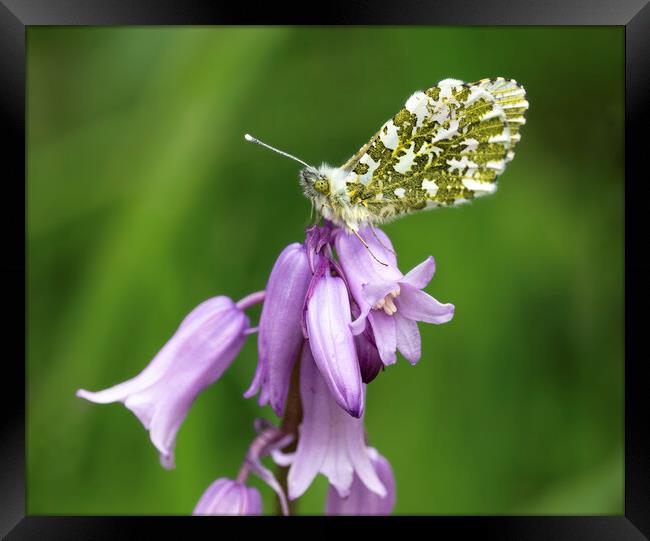  close up of orange tip butterfly Framed Print by kathy white
