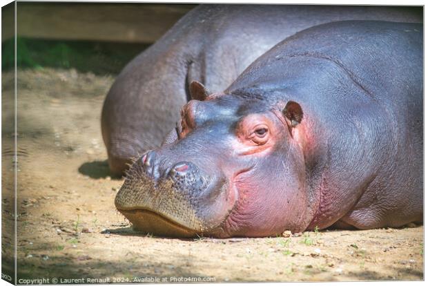 Large hippo laying and resting in a zoo Canvas Print by Laurent Renault