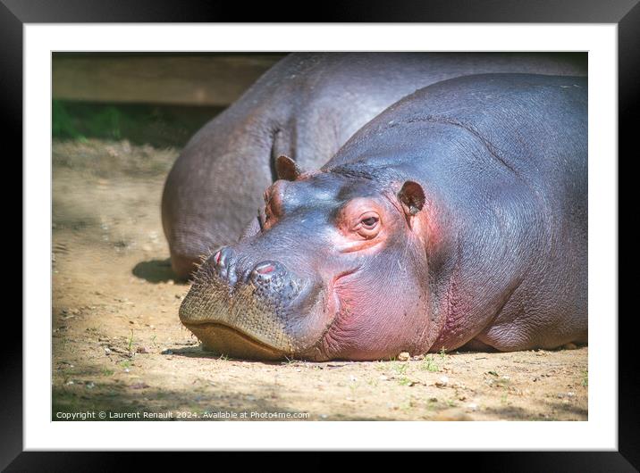 Large hippo laying and resting in a zoo Framed Mounted Print by Laurent Renault