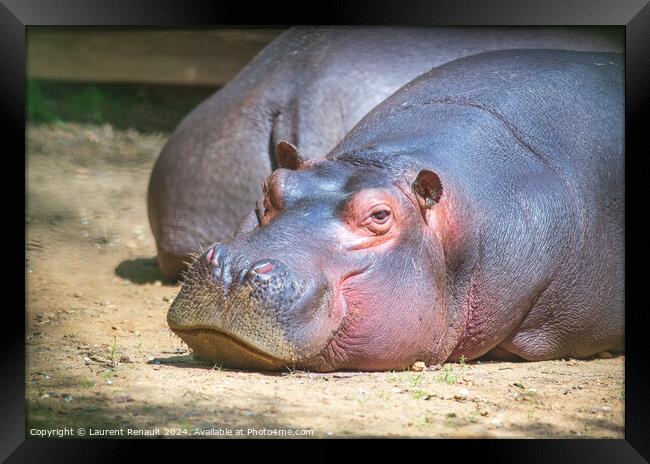 Large hippo laying and resting in a zoo Framed Print by Laurent Renault