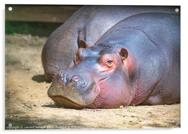 Large hippo laying and resting in a zoo Acrylic by Laurent Renault