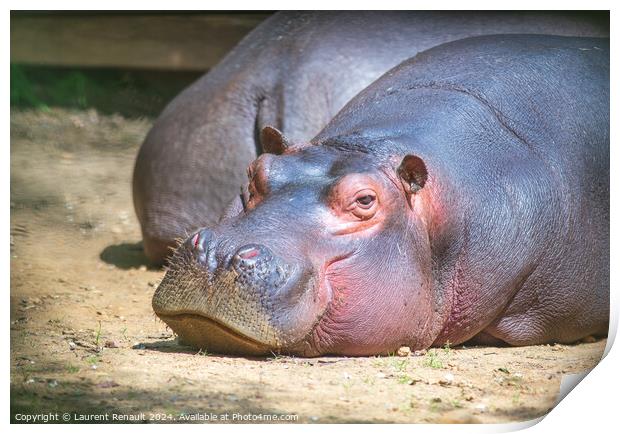 Large hippo laying and resting in a zoo Print by Laurent Renault