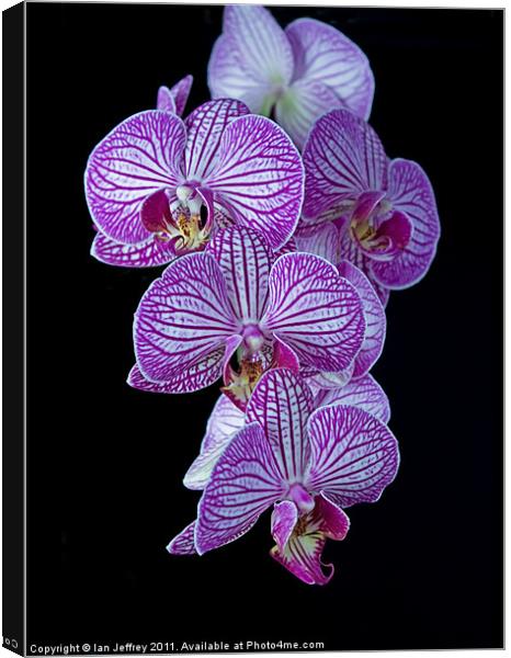 Purple Veined Orchid Canvas Print by Ian Jeffrey