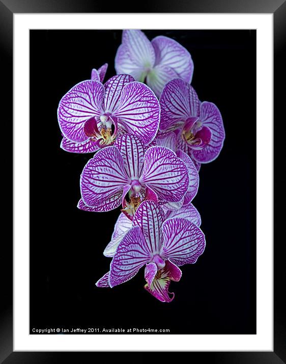 Purple Veined Orchid Framed Mounted Print by Ian Jeffrey