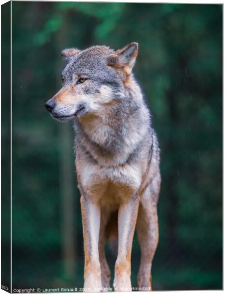 Vertical portrait of a Gray wolf also known as timber wolf, in t Canvas Print by Laurent Renault