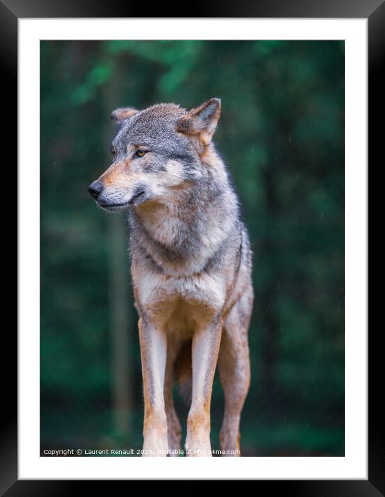 Vertical portrait of a Gray wolf also known as timber wolf, in t Framed Mounted Print by Laurent Renault