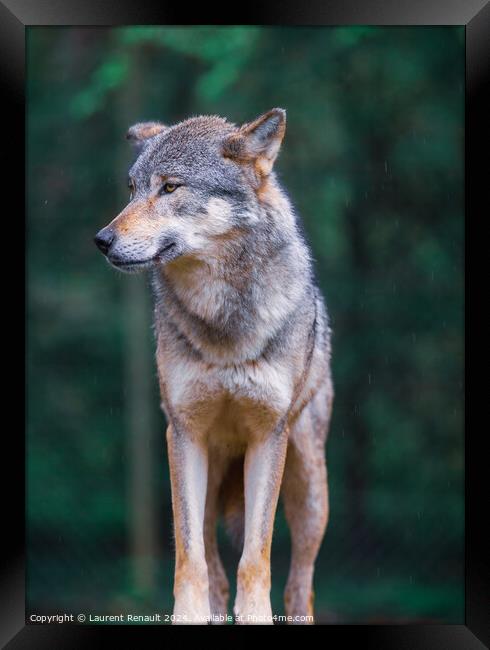 Vertical portrait of a Gray wolf also known as timber wolf, in t Framed Print by Laurent Renault