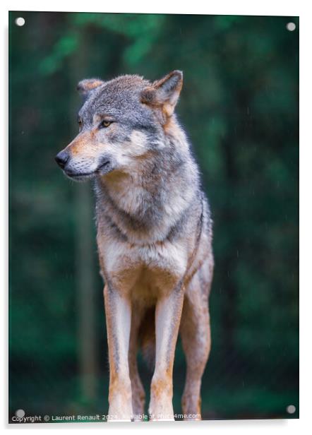 Vertical portrait of a Gray wolf also known as timber wolf, in t Acrylic by Laurent Renault