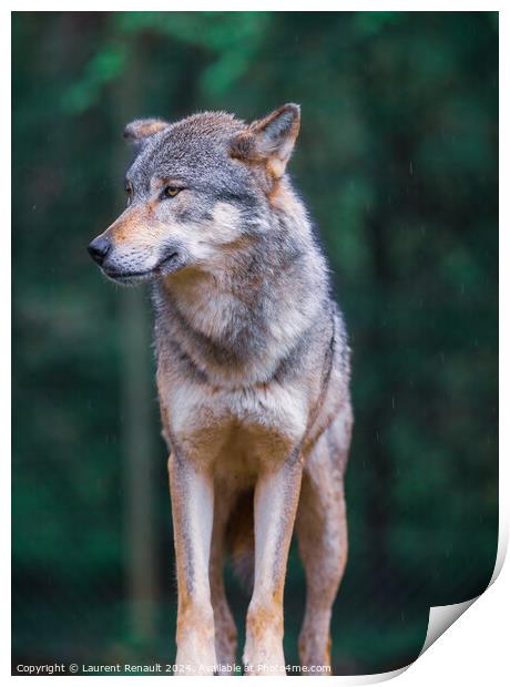 Vertical portrait of a Gray wolf also known as timber wolf, in t Print by Laurent Renault